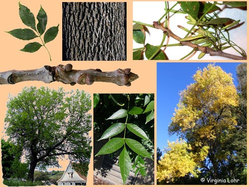 Family: Oleaceae
Common: green ash
Range: native to Eastern NA up to Canada. 
Habitat: Prefers wetter areas, more shade tolerant
Persistence: Deciduous
Grows mostly straight. 
Height: up to 100ft
Bark: anastomosing bark, blocky, square. 
Leaves: oddly pinnately compound, opposite, dark-green above, lighter below. 
Fruits/seeds: Sumara