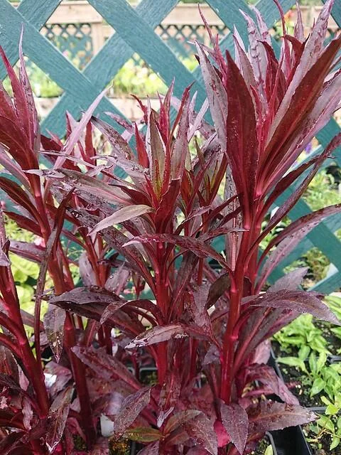 <p>Cardinal flower - Lobelia cardinalis</p>