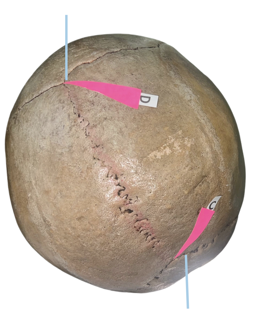 <p>Identify the suture labeled as C.</p>