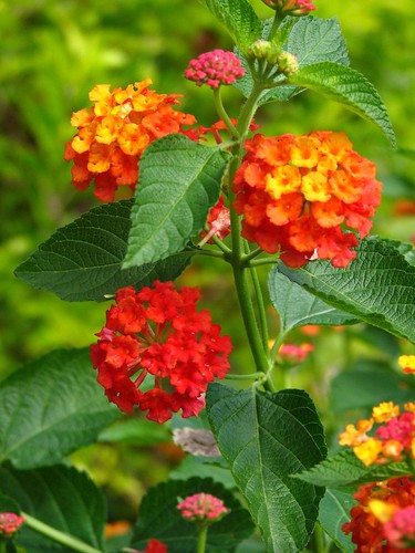 <p>Spanish flag (Verbenaceae)</p>