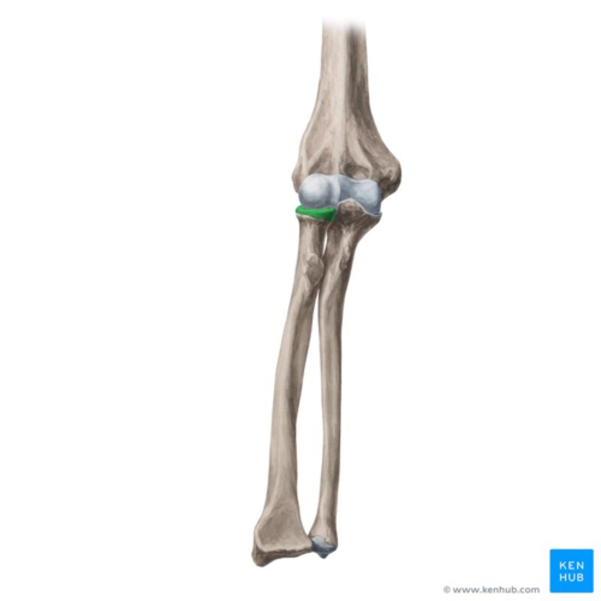 <p>the smooth caudal border of the head of the radius that articulates with the radial notch of the ulna</p>