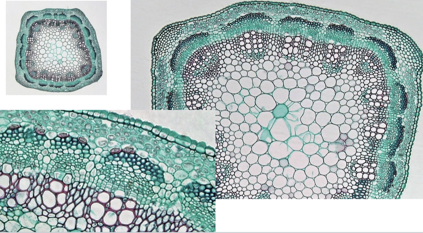 <p>Is this a root, stem, or leaf? Monocot or dicot?</p>