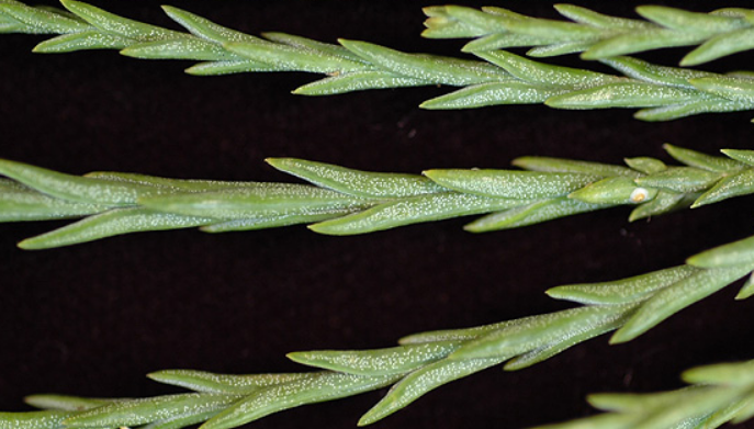 <p>What leaf type is this?</p>