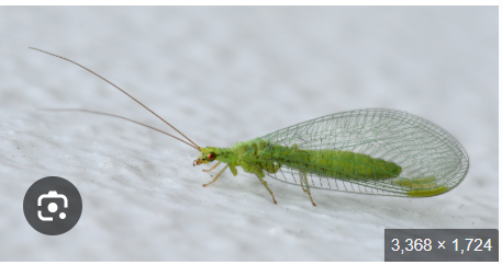 <p>What is the order? Defining characters</p>