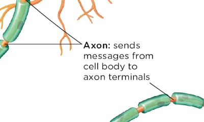 <p>skinny tube like structure of a neuron that extends from the cell body and sends messages to other neurons and sends information in the direction of the cell body. (not all axons are myelinated)</p>