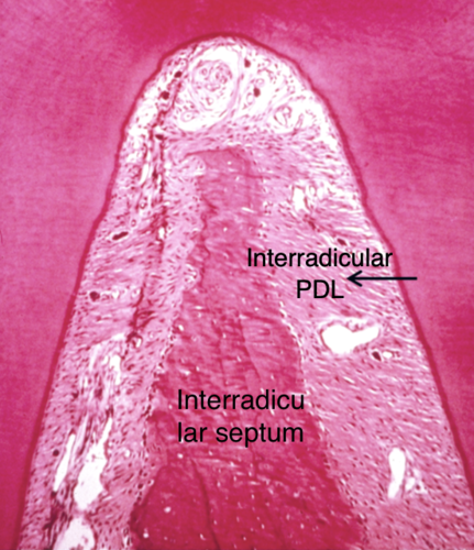 <ul><li><p>Found only between roots of <strong>multirooted tooth</strong></p></li><li><p>Run from cementum into bone forming the <strong>crest of the interradicular septum</strong></p></li><li><p><u>Function:</u></p><ul><li><p>Resists tipping and torque (rotation)</p></li></ul></li></ul><p></p>