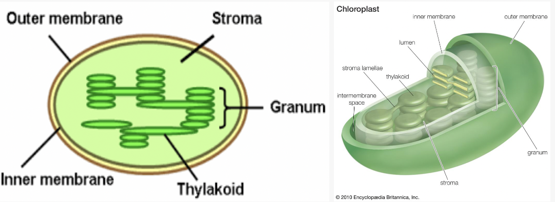 - The organellewhere the process of photosynthesis occurs 
(in plants and eukaryotic algae, etc.)