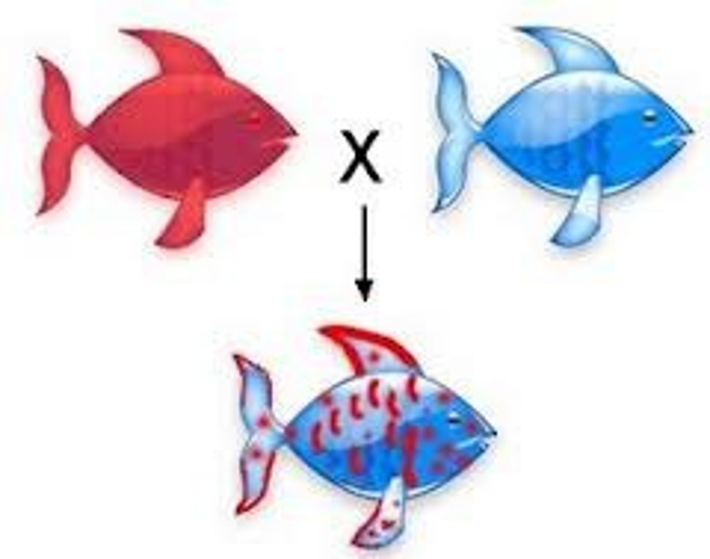 <p>two dominant alleles affect the phenotype (blood type) in separate, distinguishable ways (AB blood)</p><p>- A traits AND B traits are different</p><p>- AB: <em>IA IB </em>(codominant alleles)</p>