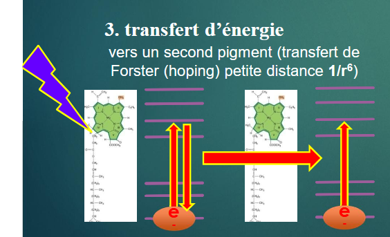 <p></p><ul><li><p>L'énergie est transférée d'un pigment de chlorophylle à un autre sans perte, jusqu'au centre réactionnel.</p></li></ul><p></p>