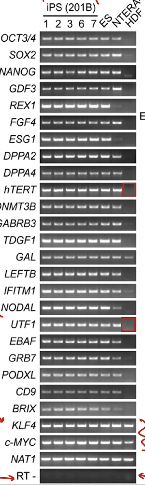 <p>Which TFs are specific to iPS cells?</p>