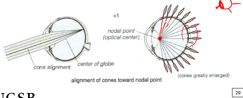 <p>in the peripheral retina the long axes of the cones are not directed toward the center of the eyeball but instead with the direction of arriving rays</p><ul><li><p>nodal point: optical center of this projection; imaginary point near the back surface of the lens</p></li></ul><p></p>