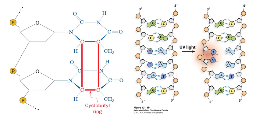 <p>Bulky Adducts: Cyclobutyl-thymine Dimers: </p><p><span>•Bulky adducts block ________and _________. They are an existential threat to the cell.</span></p><p><span>•Unrepaired, they can kill the cell outright. Mutations can occur during the removal and repair of these adducts.</span></p>