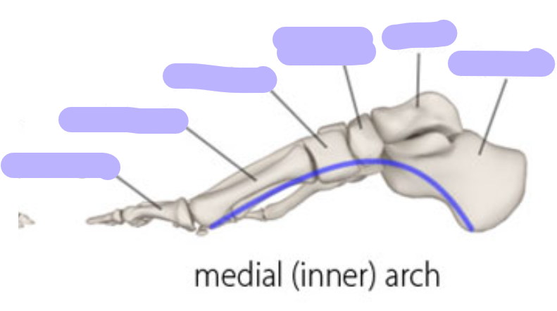 <p><span>medial longitudinal arch</span></p>