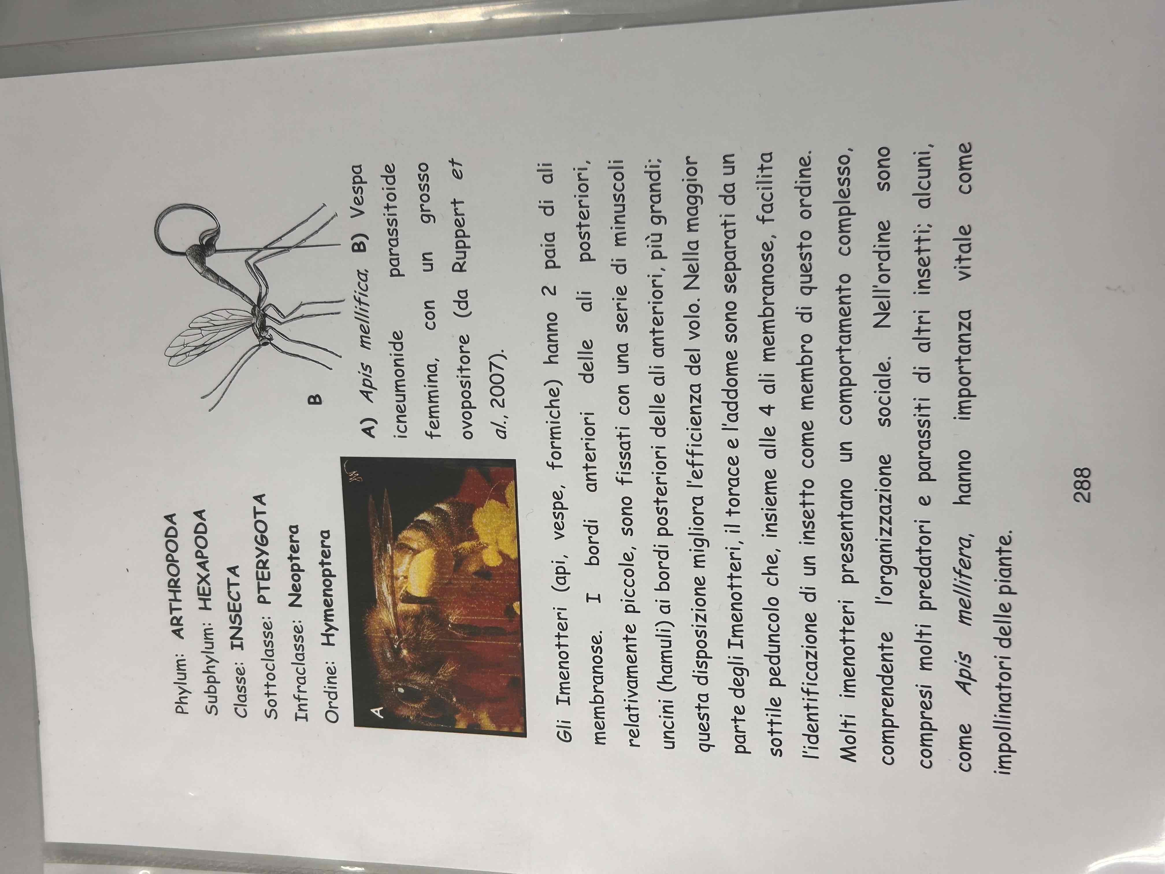 <p>Artropodi</p><p>Esapodi</p><p>Insetti</p><p>Pterygota</p><p>Neotteri</p><p>Olometaboli</p><p>Hymenoptera</p><p>Vespa sp</p>