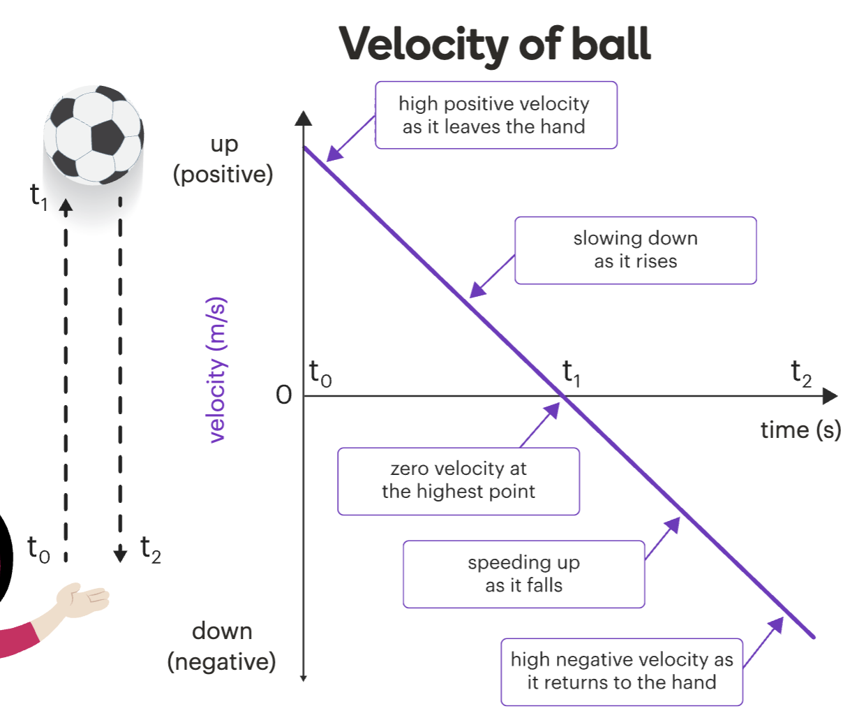 <ul><li><p class="">Constant acceleration</p></li><li><p class="">Negative slope = acceleration is <strong>downward</strong></p></li><li><p class="">Line goes through 0 when an object changes direction</p></li></ul><p></p>