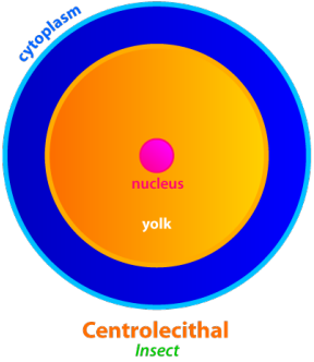 <p>-LARGE, centrally located yolk</p><ul><li><p>Ex: Insects</p></li></ul>