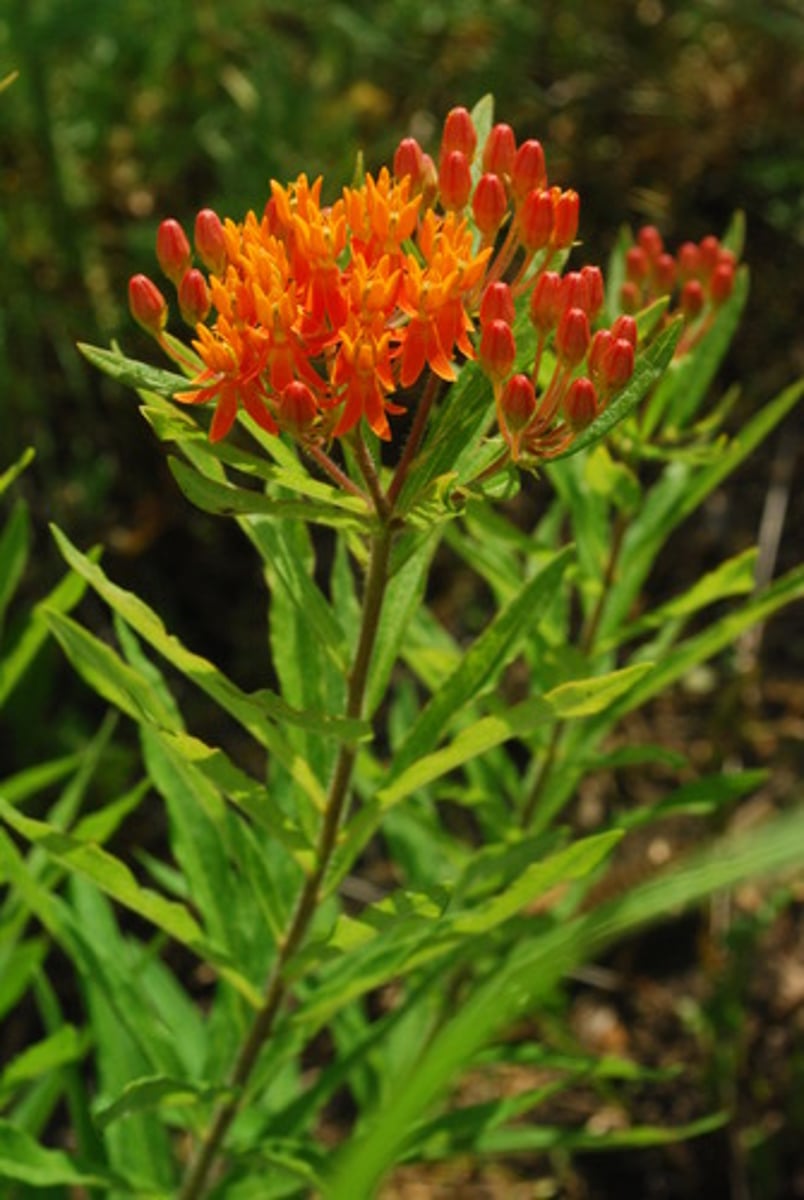 <p>Asclepias spp.</p>