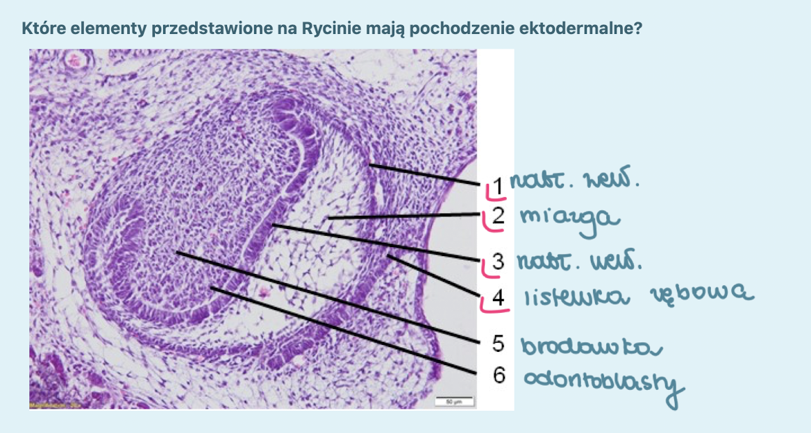 <p>nabłonek zewnętrzny, nabłonek wewnętrzny, miazga, listewka zębowa </p><p></p>