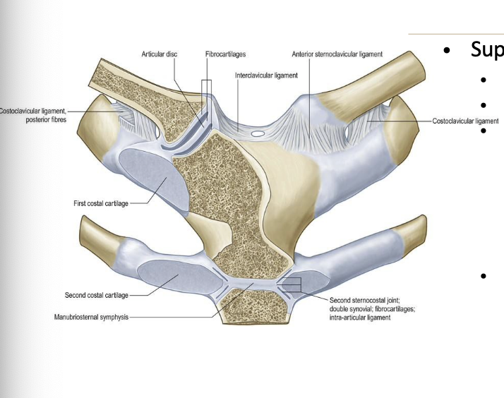 <p>Joint capsule</p><p>Articular disc</p><p>Intrinsic ligaments</p><ul><li><p>anterior sternoclavicular ligament</p></li><li><p>posterior sternoclavicular ligament</p></li></ul><p>Extrinsic ligaments</p><ul><li><p>interclavicular ligament</p></li><li><p>costoclavicular ligament</p></li></ul><p></p>