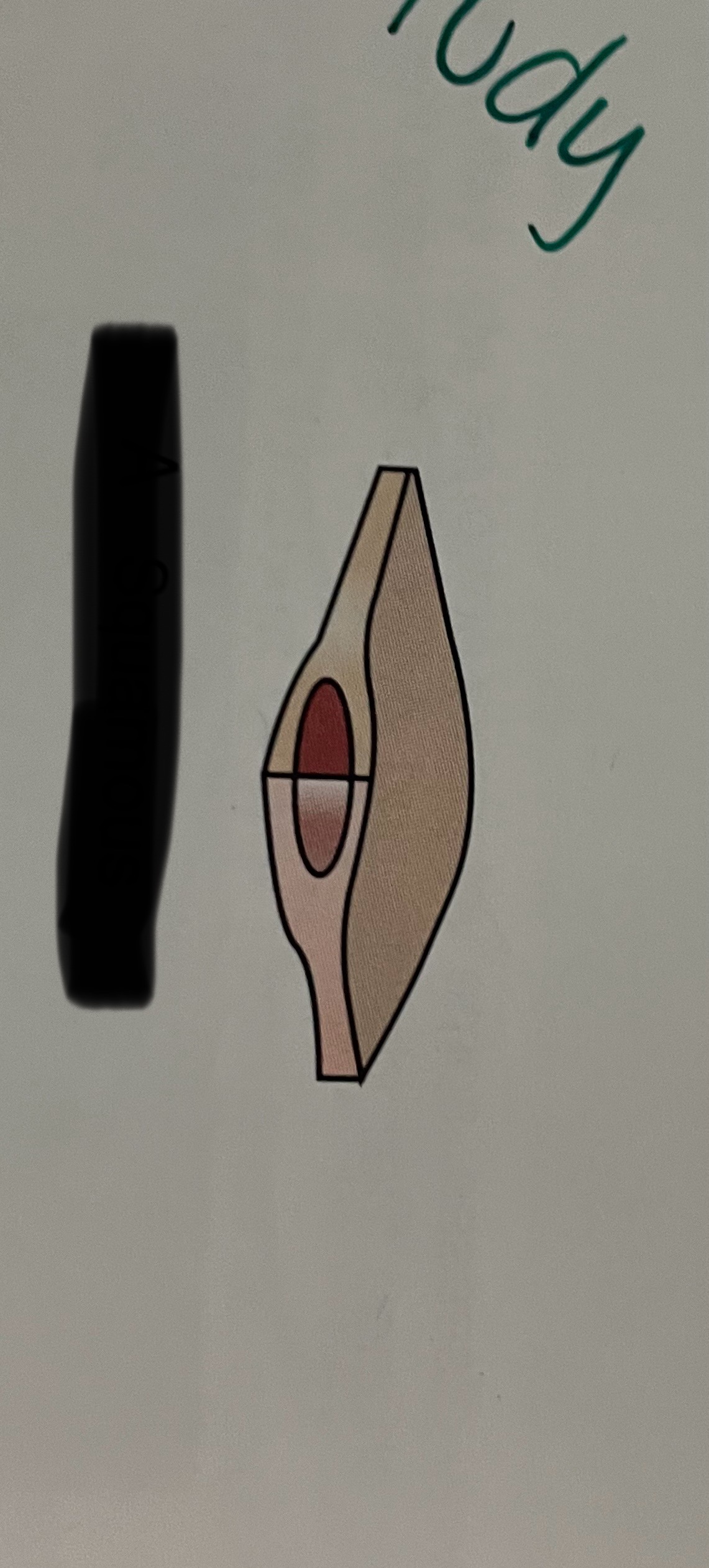 <p>which cell shape is this?</p>