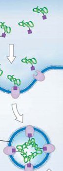 <p>molecular tags place proteins with </p>