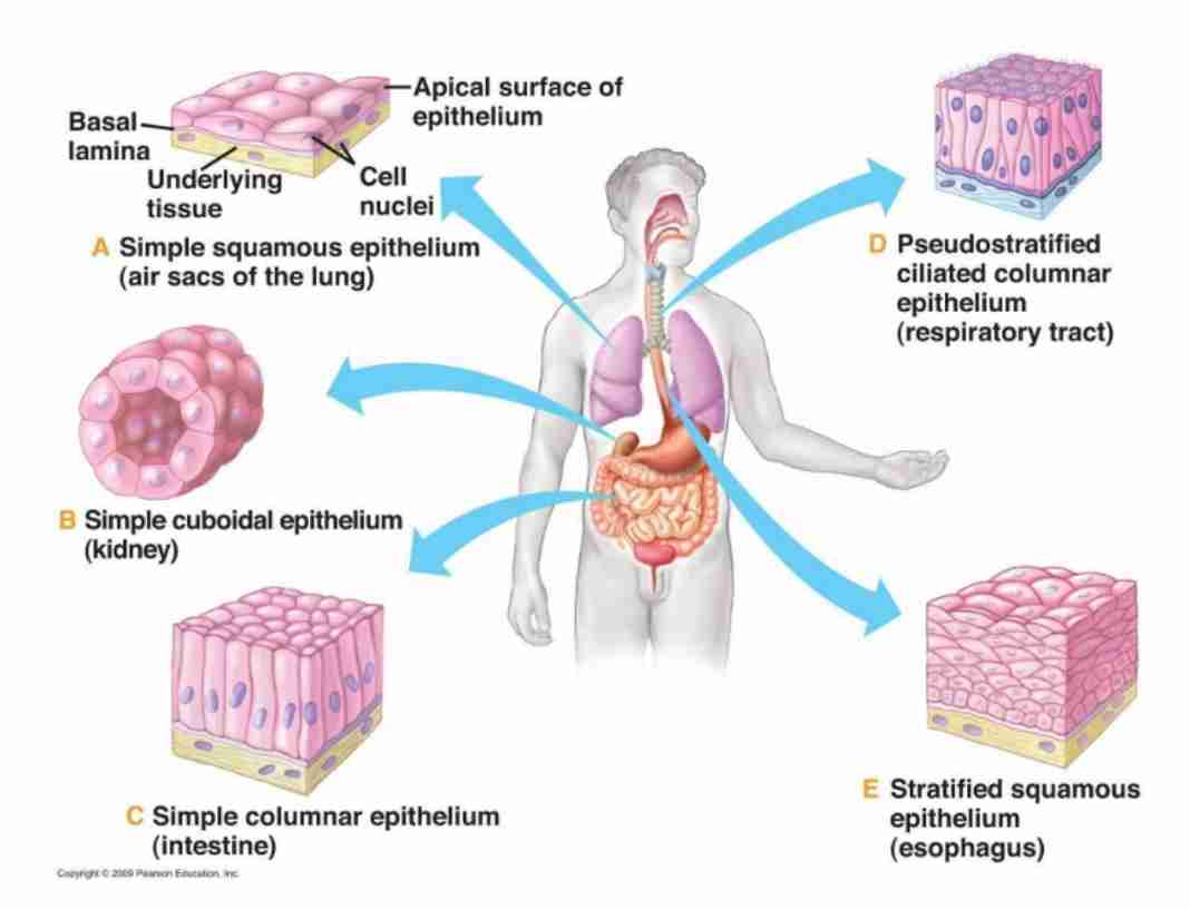 <p>Tightly packed cells with little intercellular matrix, attached to a basement membrane, non-vascular, and high mitotic rate.</p>