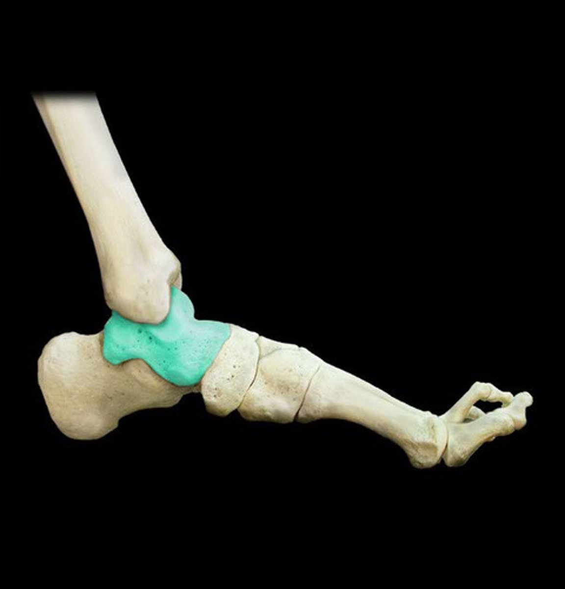 <p>bone of the foot that articulates superiorly with the tibia and fibula to form the ankle joint inferiorly with the calcaneus to form the subtalar joint</p>