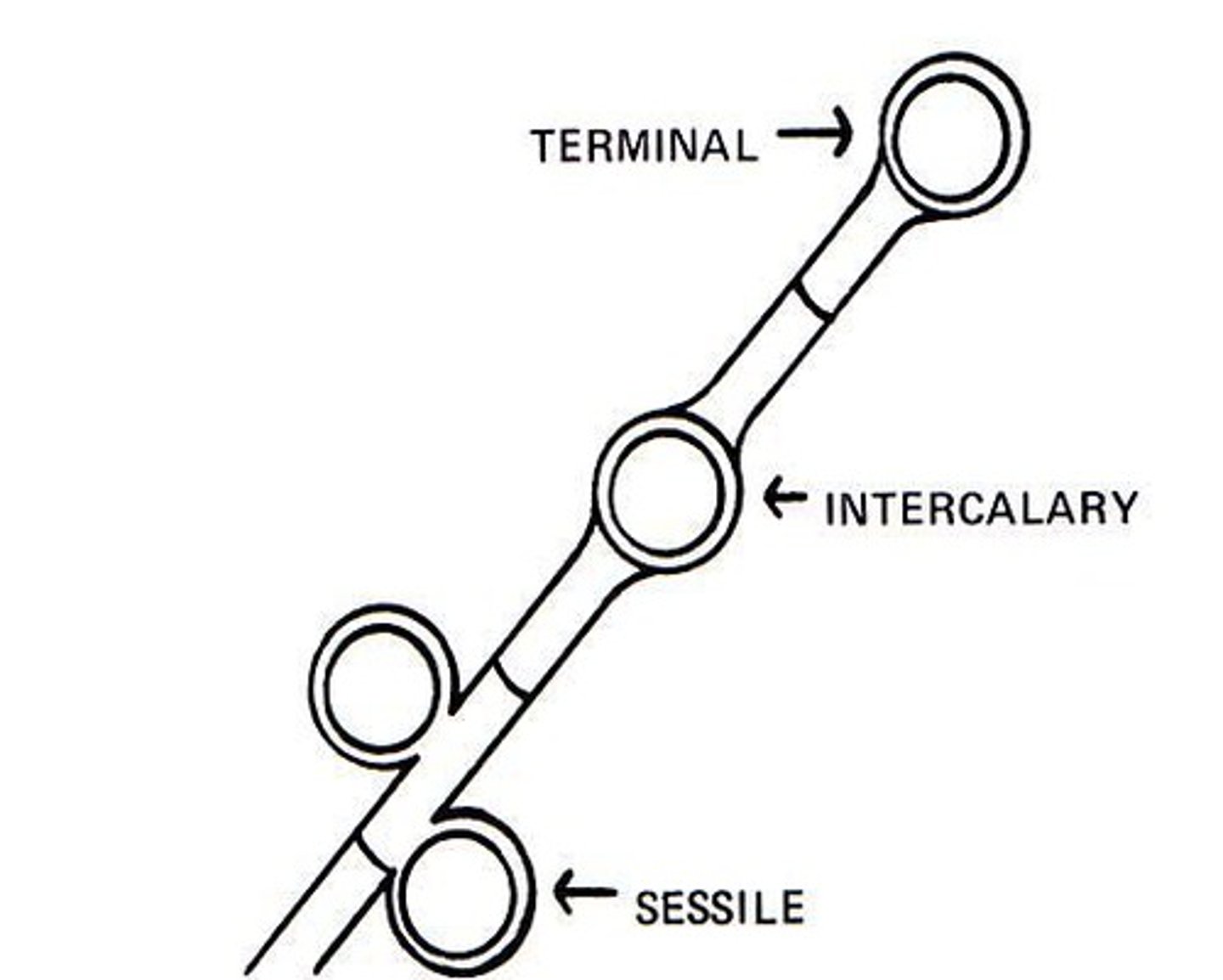 <p>a spore formed by the rounding-up of a cell; thick-walled; intercalary or terminal position; it is not shed.</p>