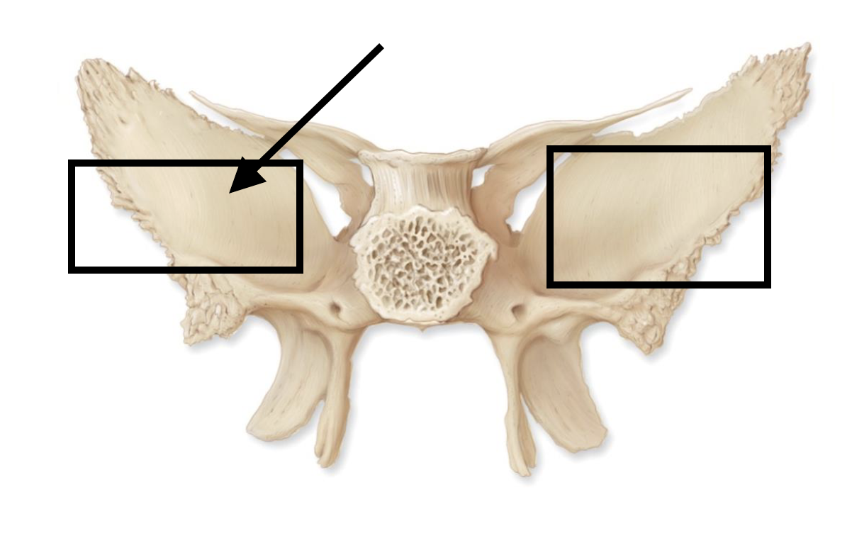 <p>Name the bone marking</p>