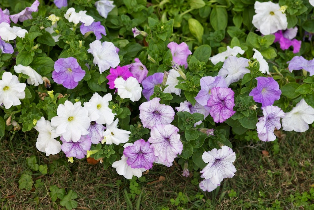 <p>A mounding to trailing plant with velvety trumpet-shaped flowers in many bright colors.</p>