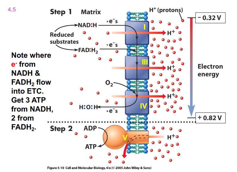 <p>- look at Oxygen and NADH redox potential. See how if you move down that gradient (from -ve to +ve), we are getting successively more positive</p><p>- need to remember that complex 1, 3 and 4 are moving protons across</p><p>- NADH gives more ATP because protons move across and enable that first carrier to pump protons</p><p>- FADH2 misses the first carrier so it makes less ATP</p><p>- hence FADH2 has less protons move through the membrane and hence less protons move through ATP synthase</p>