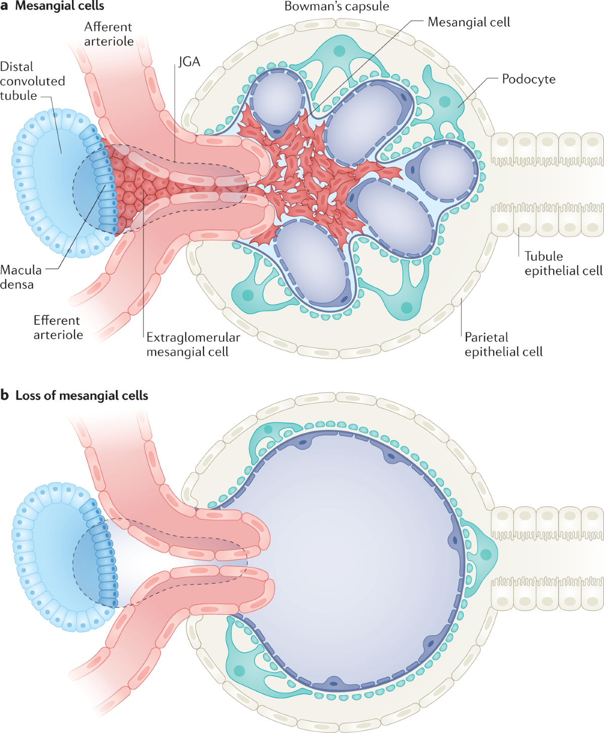 <p><strong>Q:</strong> What are mesangial cells and their function?</p>