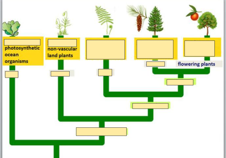 <p>Flowering plants</p>