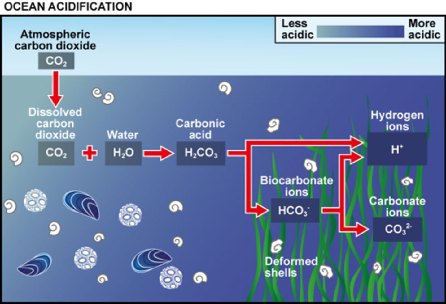 <p>Explain ocean acidification and what it does to coral reefs.</p>