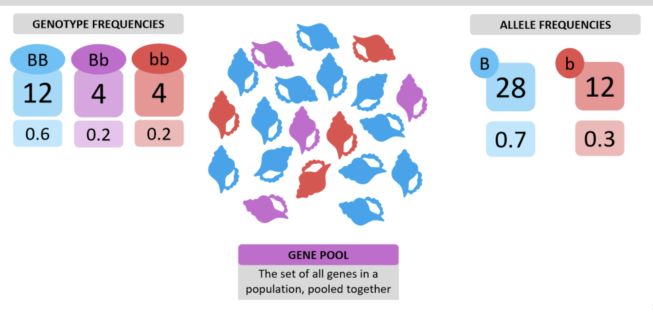 <p>The set of all genes in a population, pooled together.</p>