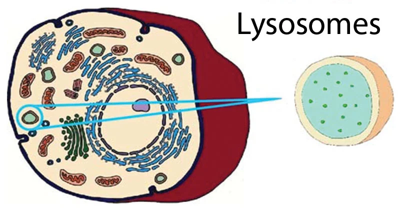 <p>are membrane-bound sacs, containing hydrolytic enzymes, that function in variety of cell processes. lysosomes can help digest macromolecules, break down worn-out cell parts, function in apoptosis, or destroy bacteria and viruses that have entered the cell.</p>