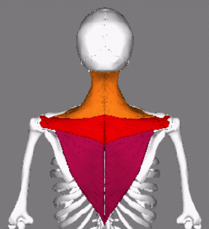 <p>Red; List m. and attatchments</p>