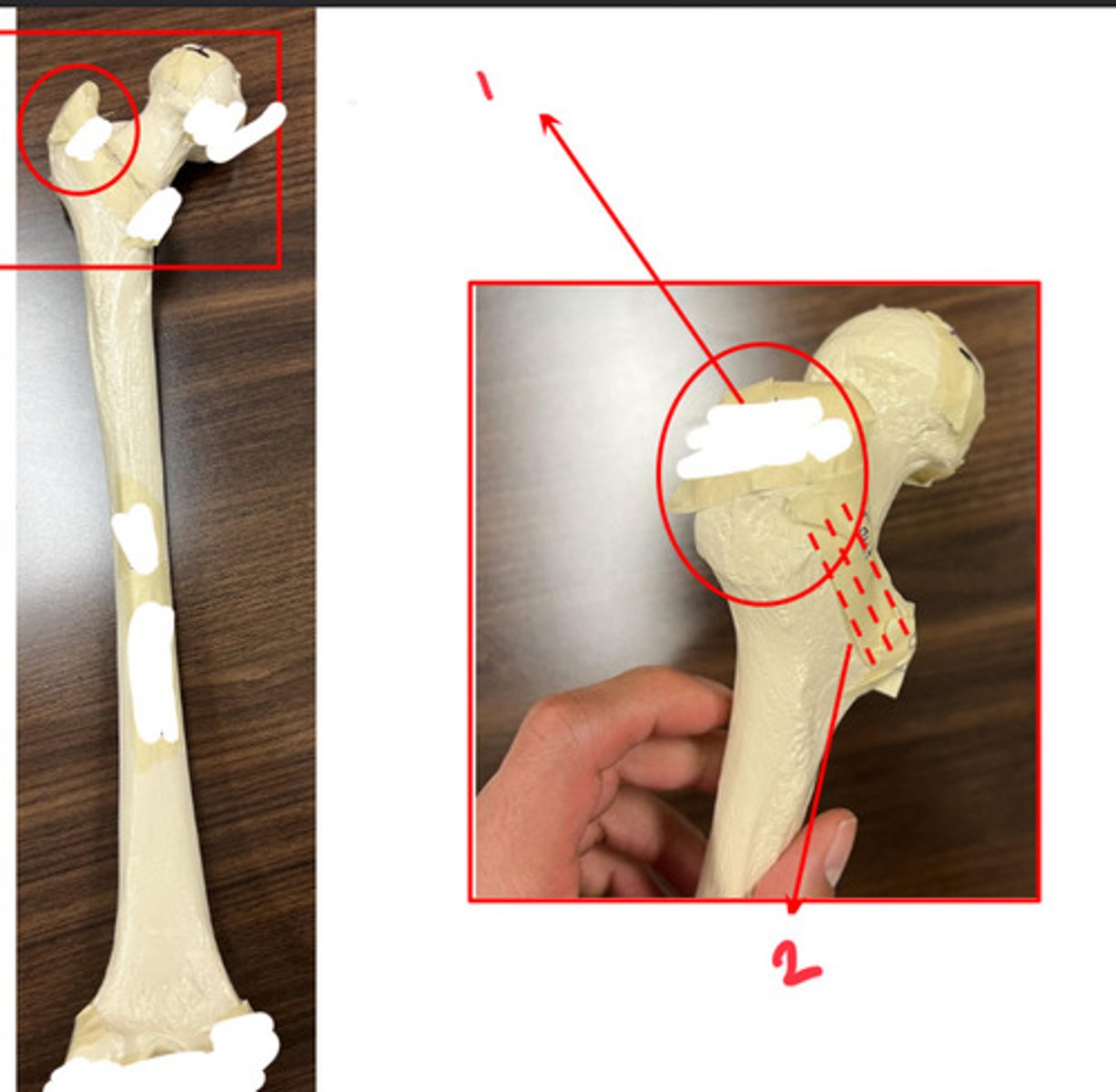 <p>what structure is labeled by #2?</p>