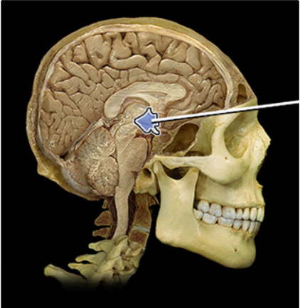 <p><span><span>Hypothalamus</span></span></p>
