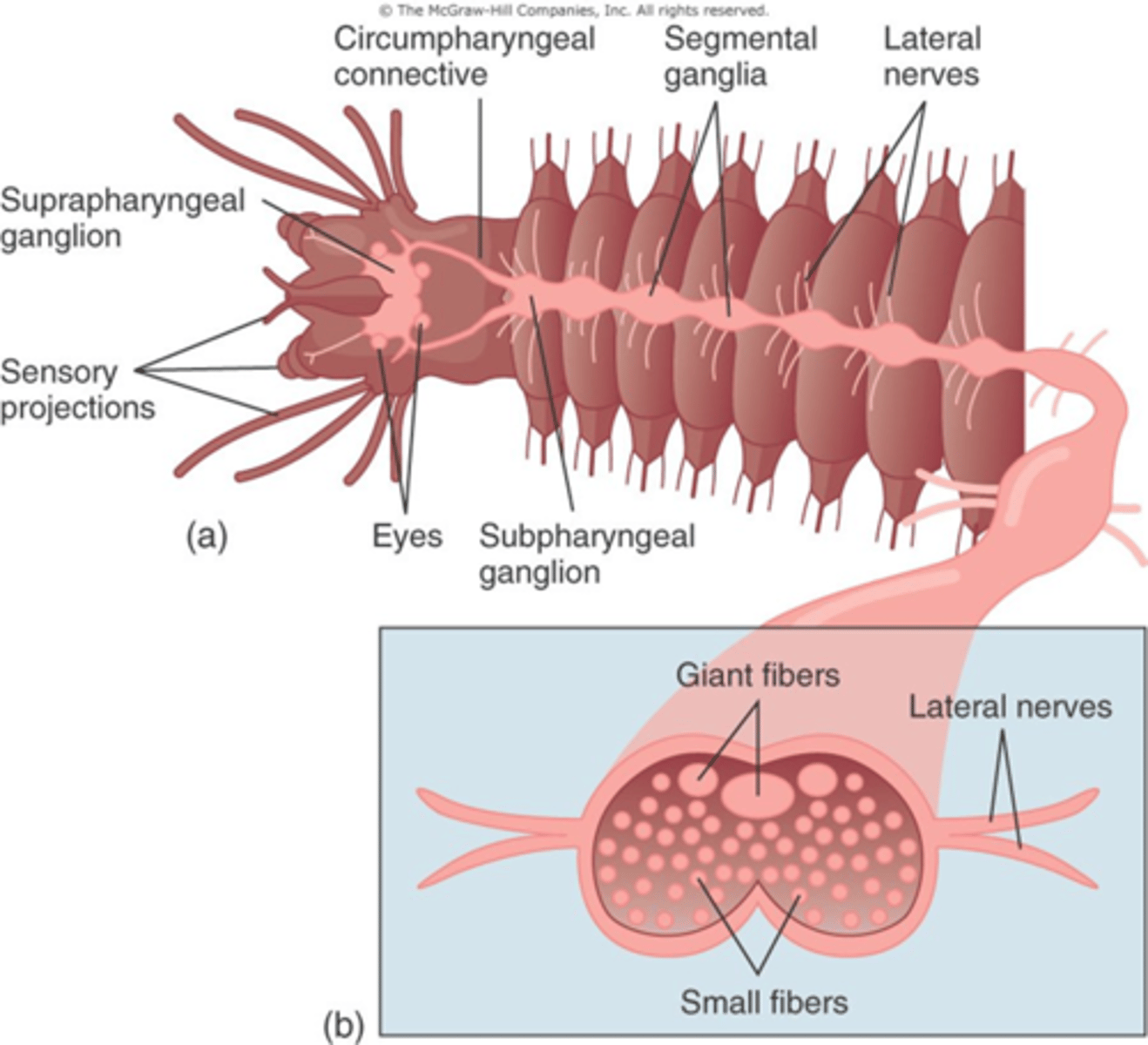 <p>The ________ coordinates movement between an Annelids different segments</p>