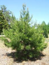 <p>Spruce Pine </p>