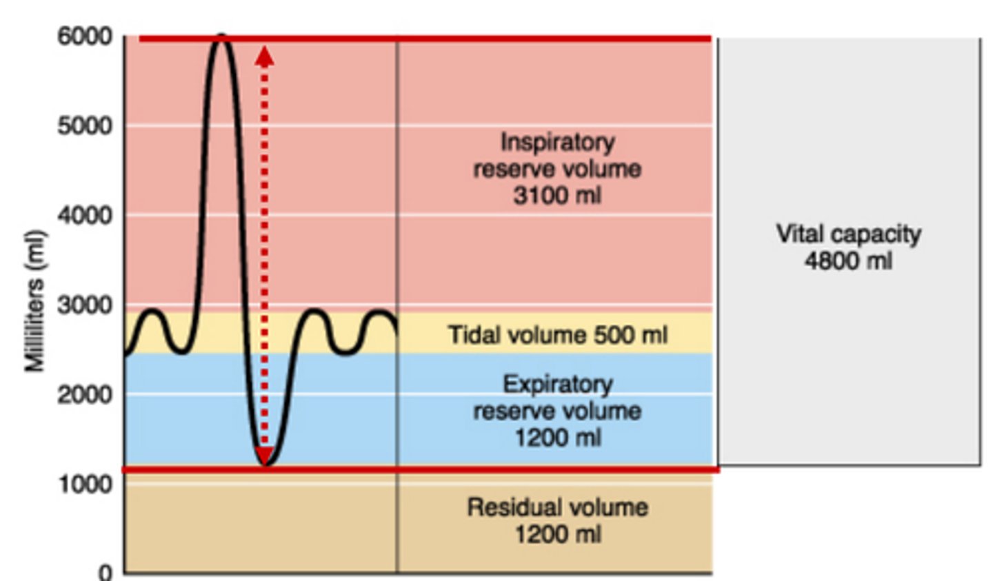 <p>Maximum volume of air that can be expired after maximum inspiration effort (VC = IRV + TV + ERV)</p>