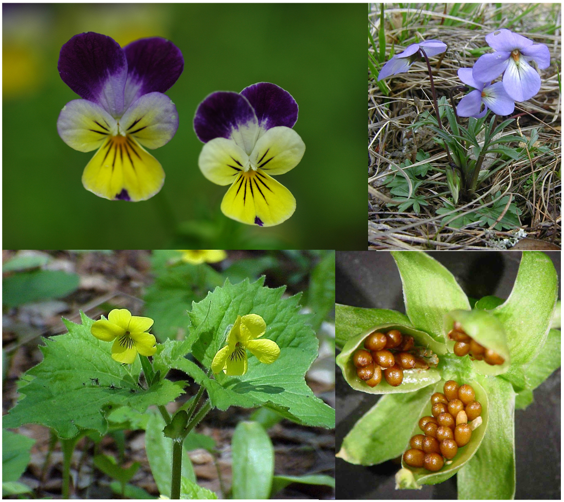 <p>(capsule(tricarpelate), zygomorphic, cordate leaves, rounded teeth)</p>