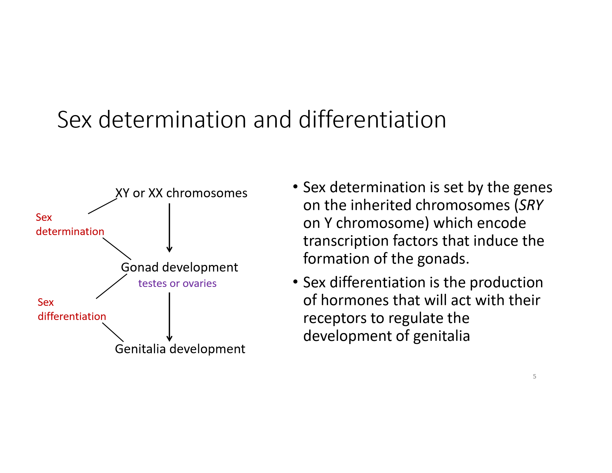 <p>Hormonal process; testosterone and DHT lead to male genitalia and secondary sex traits.</p>