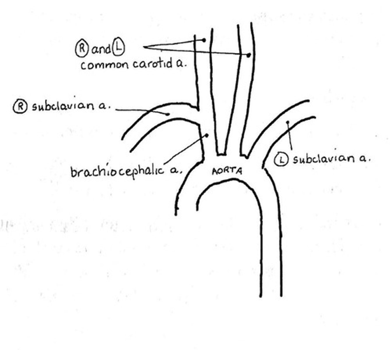<p>is this human or cat thoracic arteries?</p>