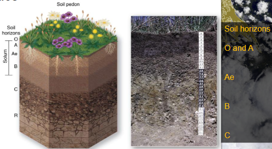 the most basic soil sampling unit (1 to 10 m2).  \n - Pedons are described and categorized based on their soil horizons, which are defined as physically and/or chemically distinct sub-units.