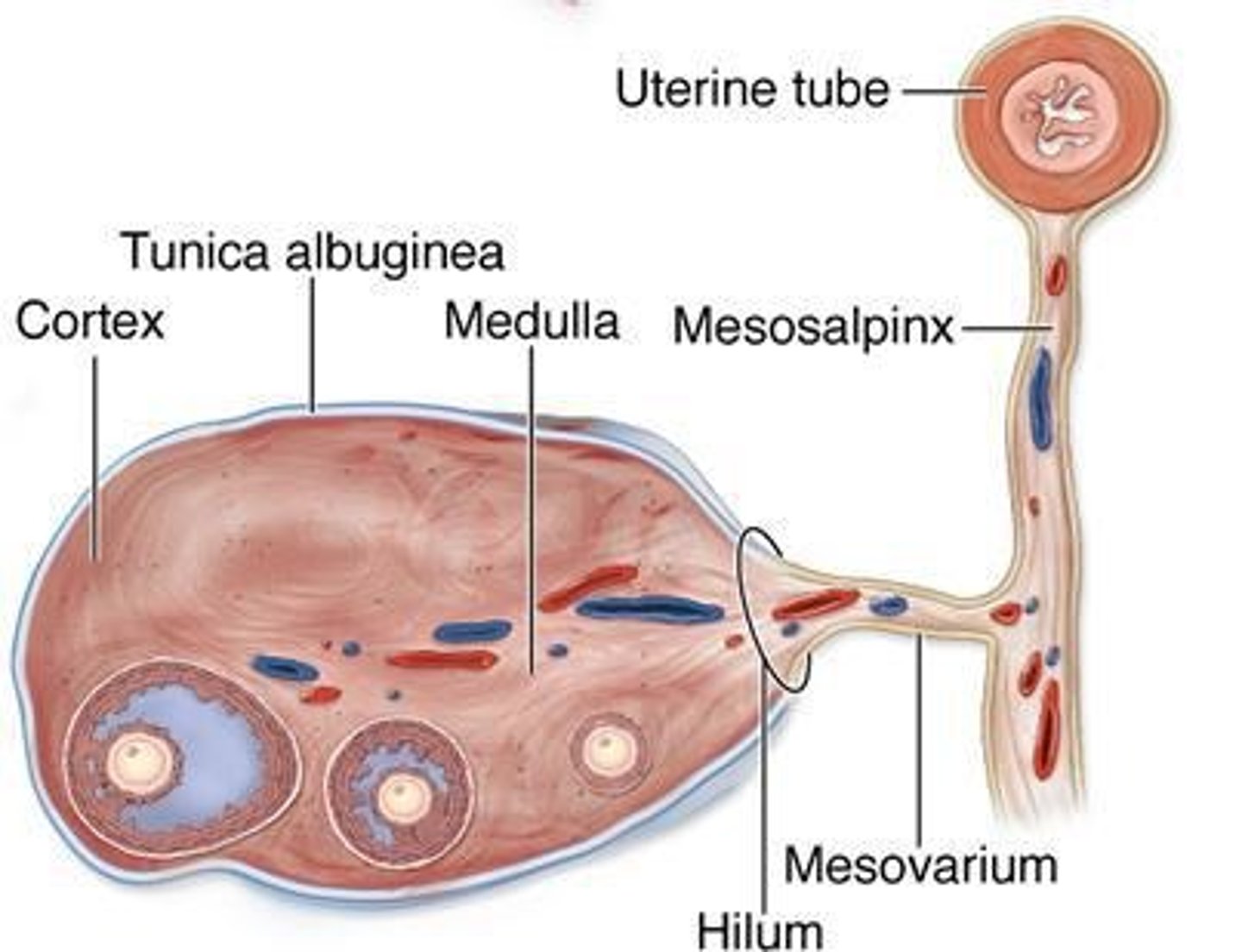 <p>- outer layer of the ovary</p><p>- has structures at different stages and levels of development</p>