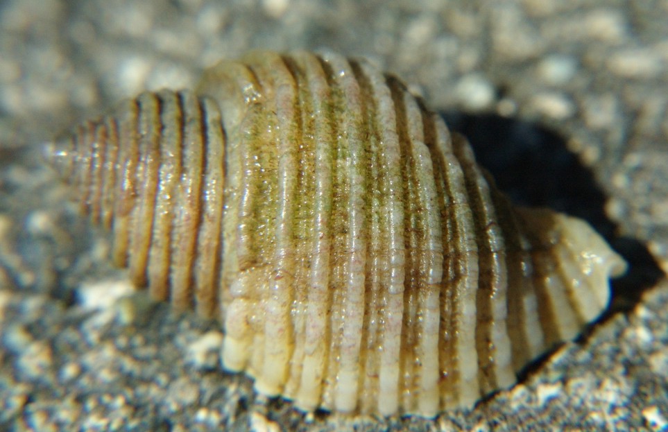 <p>Northern Striped Dogwinkle</p>