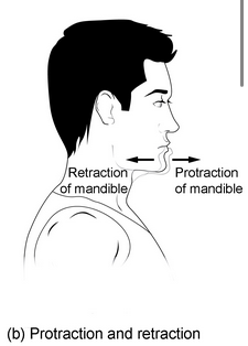 <p>posterior vs anterior movement</p>