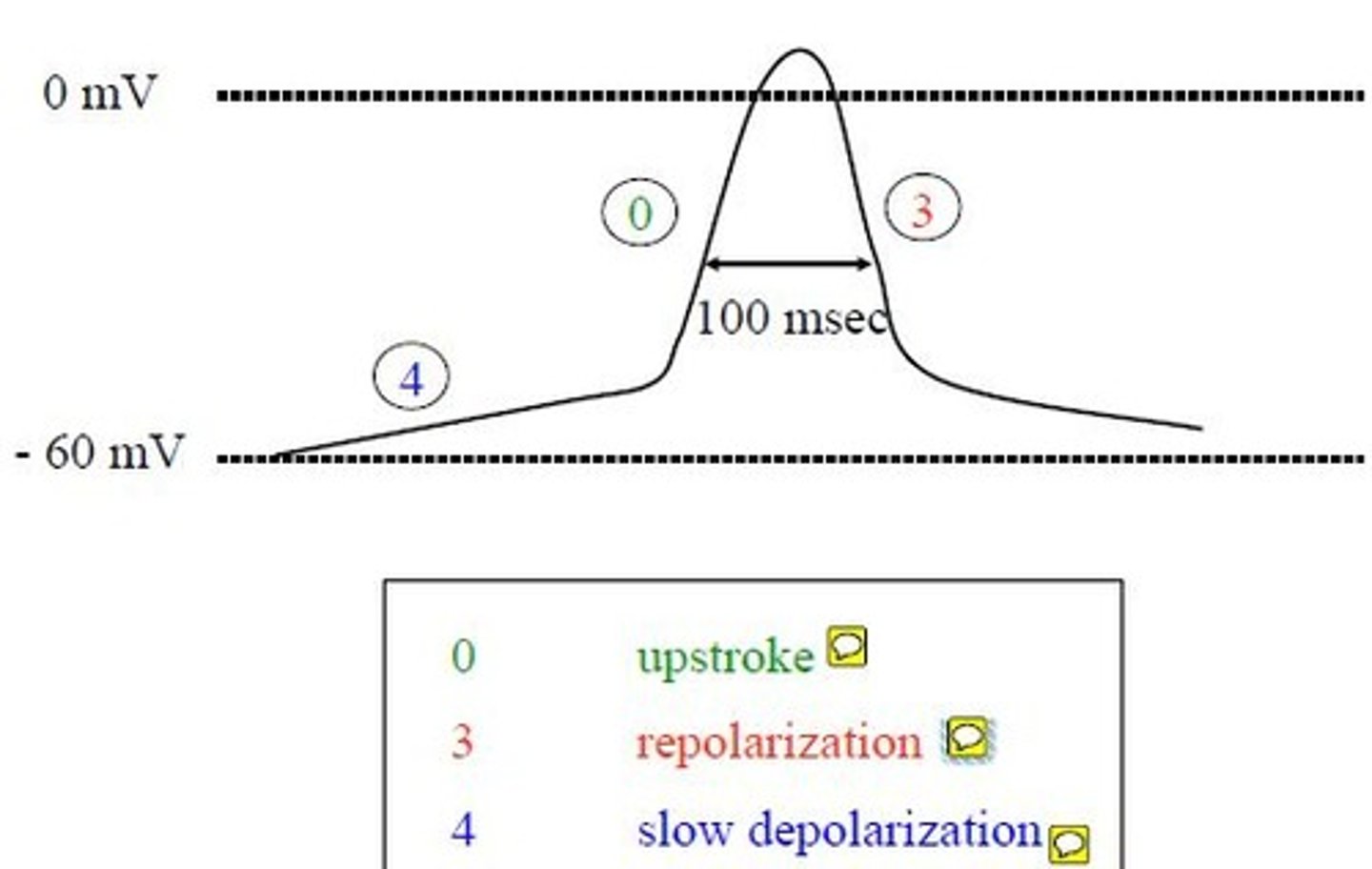 <p>4) Slow depolarization <br>0) Upstroke <br>3) Repolarization</p>